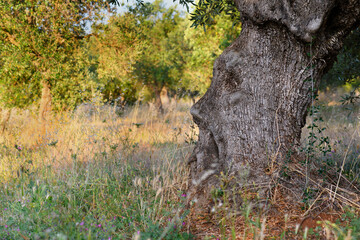 Bark of old olive tree with human face shapes on a sunny day. Close up of an atmospheric human face shape of apulian olive tree on a olive grove in Puglia, South Italy