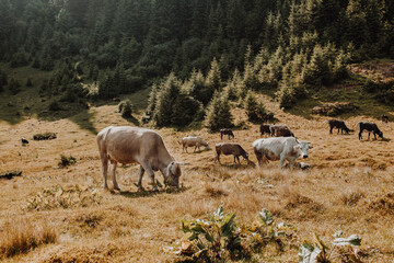 Herd of cows grazing and resting in the middle of the field under a beautiful sky. Carpathian mountains, Ukraine