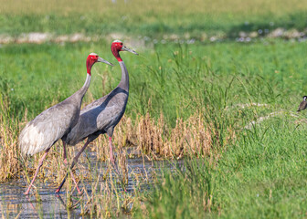 A pair of Sarus crane strolling in field