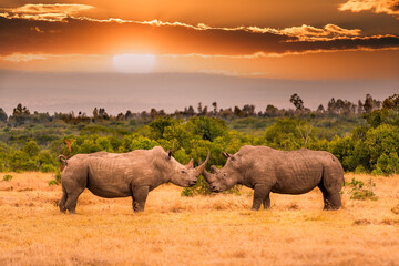 Pair of white rhinoceros or square-lipped rhinoceros, Ceratotherium simum standing face to face...