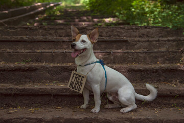 Dog with a sign on his chest 'Free hugs'