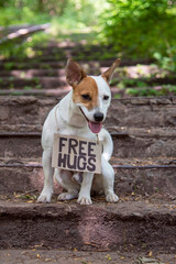 Dog with a sign on his chest 'Free hugs'
