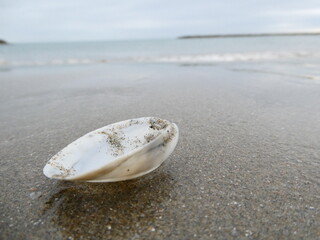 Coquillage plage sud de France