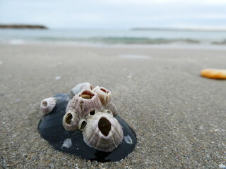 Coquillage plage sud de France