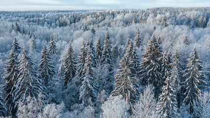 aeer snow-covered forest from above
