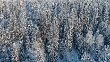 aeer snow-covered forest from above