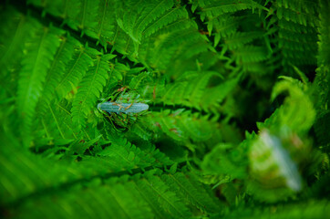 Green fern leaves close up nature background