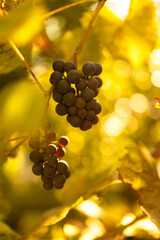 Bunches of grapes in the rows of vineyard at sunset. Close up