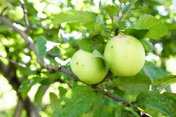 Ripe green organic apples on the branches in the garden ready to harvest on sunny autumn day