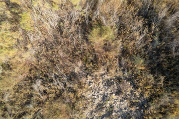 overhead shot of a forest