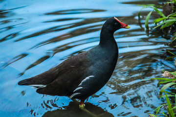 Gallareta Común (Gallinula galeata)