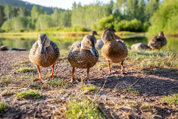 Flock of Ducks Standing on Shore of Pond Looking at the Camera