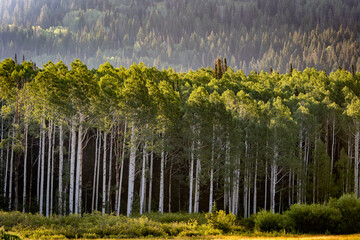 Grove of Aspen Trees in the Forest at Day During the Summer
