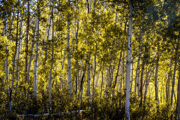 Grove of Aspen Trees in the Forest at Day During the Summer Backlit by the Sun