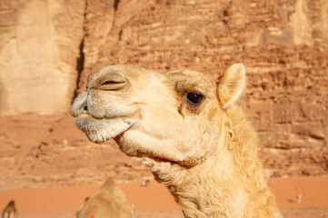 Camels in the Wadi Rum desert in Jordan
