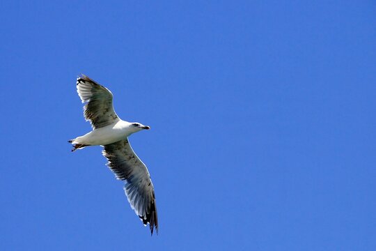 The tridactyl gull is a species of caradriform bird in the Laridae family.