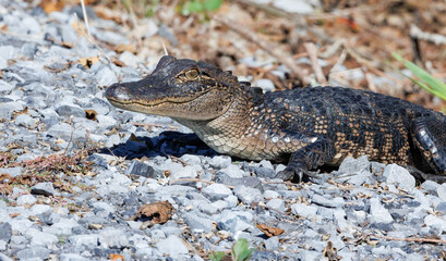 Young alligator in the wild