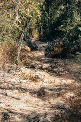 Bosque Seco de Guánica, Puerto Rico