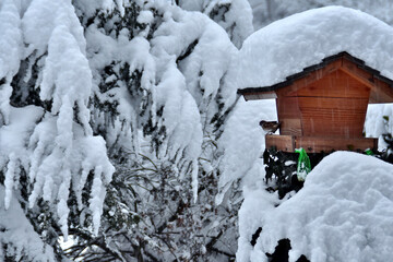 Schneefall und viel Neuschnee auf dem Vogelhaus und der Hemlocktanne