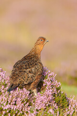 Portrait of a red grouse male stood in natural moorland habitat of blooming purple heather in Summer.  Looking at camera, close up.  Clean background.  Vertical.  Copy Space.