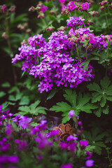 Obraz premium purple flowers in the garden