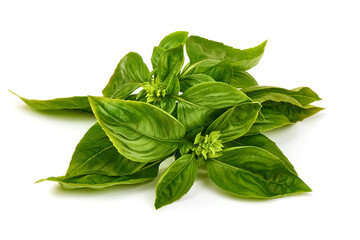 Fresh green basil leaves, isolated on white background.