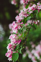 close up of pink and white flowers