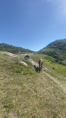 Fototapeta na wymiar horses hiking in the mountains
