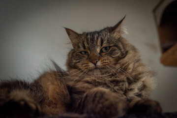 Tabby brown gray cat with long ears and green eyes