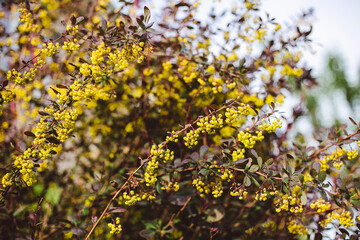 yellow little flowers on the bush