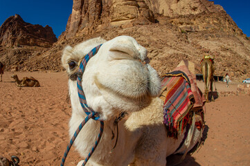 Camels in the Wadi Rum desert in Jordan