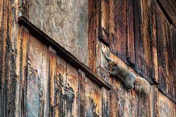 Grey Squirrel climbing on the side of this old barn in Oxford in Upstate NY.  Old Vintage Barn with Squirrel nest in Rafters.