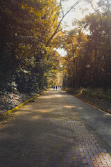 a road with a beautiful landscape and lots of trees