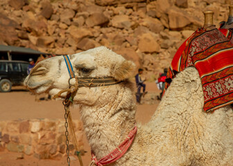 Camels in the Wadi Rum desert in Jordan