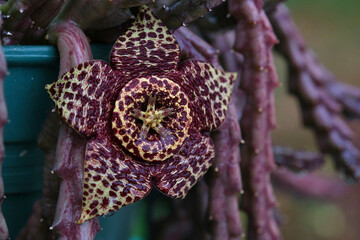 stapelia a succulent African plant with large star-shaped fleshy flowers that have bold markings and a fetid smell of rotting meat that attracts pollinating flies.
