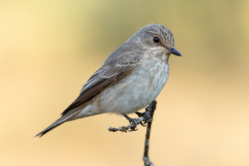 Spotted flycatcher (Muscicapa striata) perched on a vertical thin branch