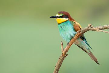 European bee-eater (Merops apiaster) perched on a thin branch in nature