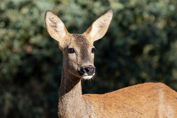 Close-up of female Roe Deer, Capreolus capreolus, looking to the right