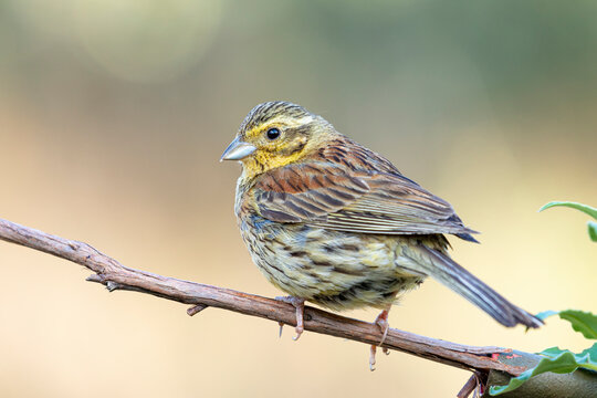 Cirl bunting, Emberiza cirlus, perched on a thin branch