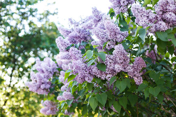 beautiful lilac background on a sunny day