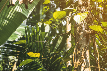 Fototapeta premium Trees and palm leaves with sunlight on sunny summer days.