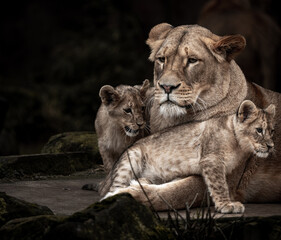 lion cub and lioness © jwan