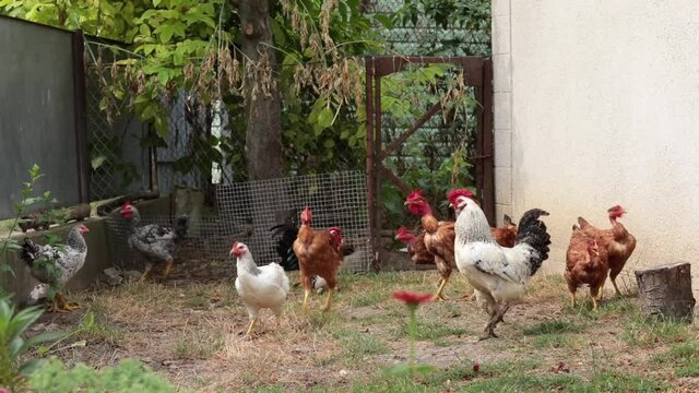 Rooster crow and hens graze in grass at backyard