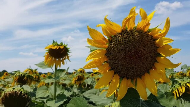 Blooming sunflower in wind and drooping sunflowers