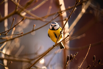 Cyanistes caeruleus, Blue tit sits in a bush looking for food