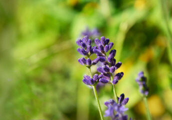 Close up of  English lavender sprigs with green foliage background 