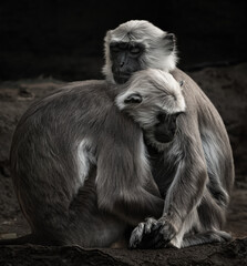 a portrait of a baboon sitting on the ground