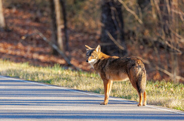 Coyote in autumn forest