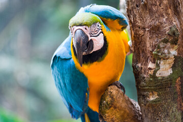 Blue and yellow macaw (Ara ararauna), also known as the blue and gold macaw, Foz do Iguazu, Brazil © Tobias