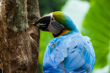 Blue and yellow macaw (Ara ararauna), also known as the blue and gold macaw, Foz do Iguazu, Brazil